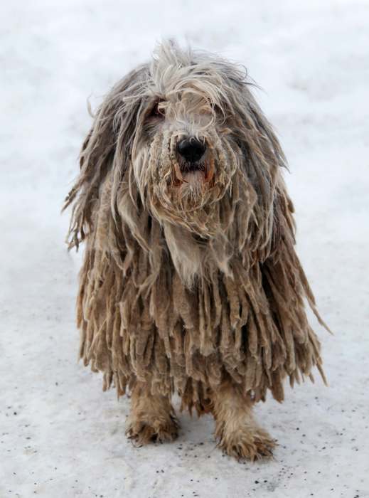 Пули, или венгерская пастушья водяная собака, фото породы собак