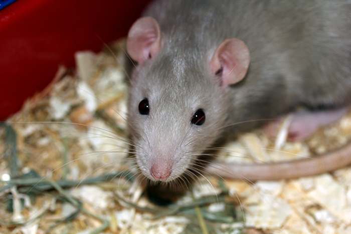 Декоративная серая крыса, фото картинка грызуна
