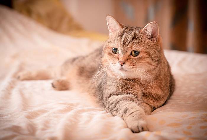 Британская короткошерстная кошка, фото картинка