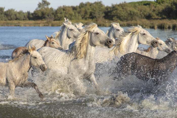 Бегущие лошади, фото животные фотография