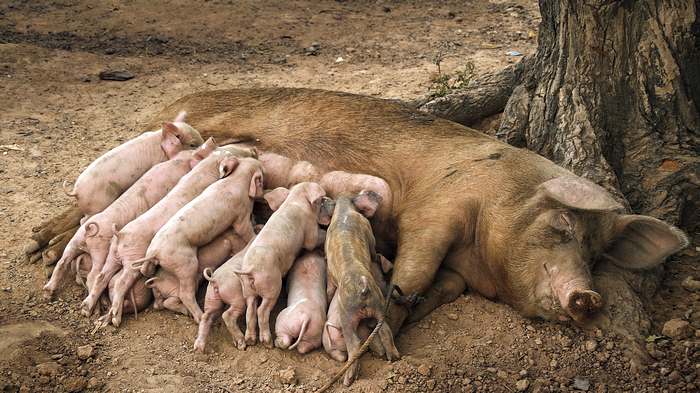 Домашняя свинья с поросятами, фото домашние животные картинка