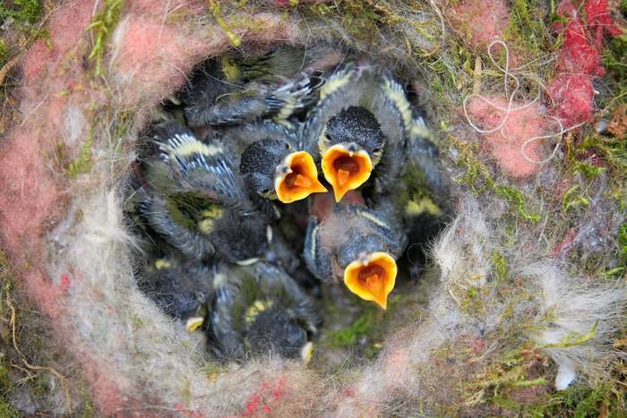 Гнездо с птенцами, фото фотография птицы