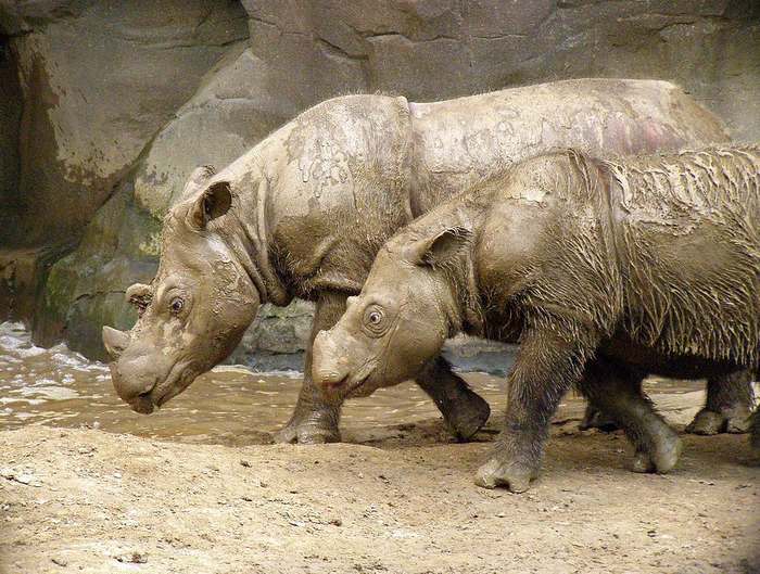 Суматранские носороги (Dicerorhinus sumatrensis), фото фотография непарнокопытные