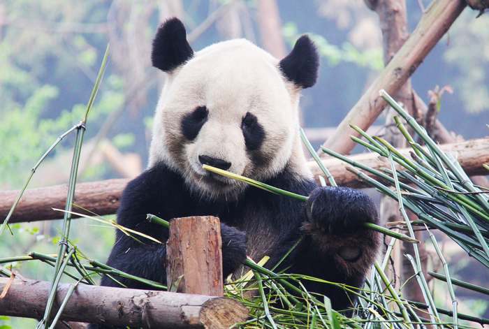 Большая панда (Ailuropoda melanoleuca), фото фотография хищные млекопитающие
