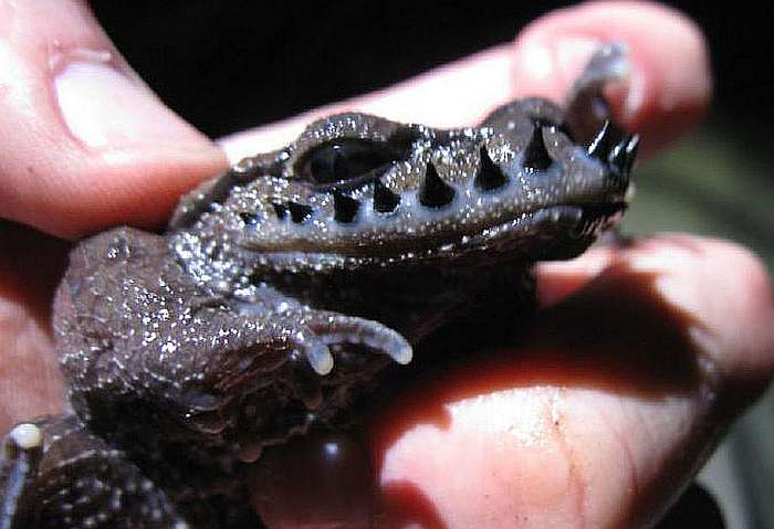 Усатая жаба (Leptobrachium boringii), фото фотография амфибии