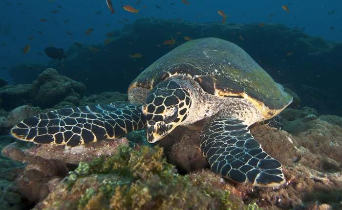Зелёная морская черепаха, или суповая черепаха (Chelonia mydas), фото фотография рептилии