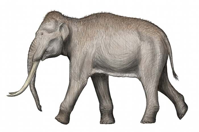 Прямобивневый лесной слон (Palaeoloxodon antiquus), реконструция, фото фотография вымершие животные