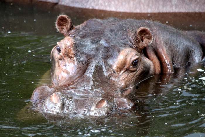 Бегемот (Hippopotamus amphibius), фото фотография млекопитающие