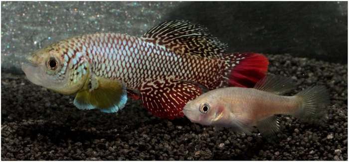 Нотобранхи Фурцера (Nothobranchius furzeri), фото фотография рыбы