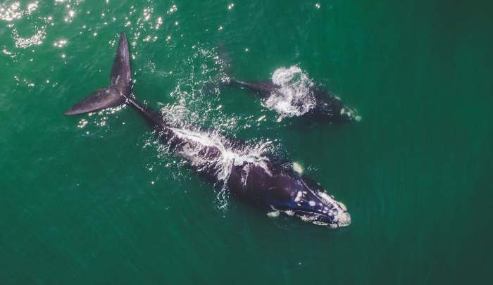 Южные гладкие киты (Eubalaena australis), фото фотография киты