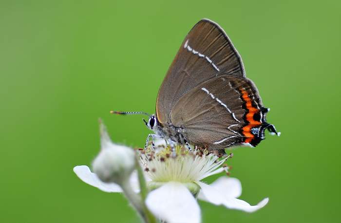 Хвостатка вязовая, или хвостатка W-белое (Satyrium w-album), фото фотография бабочки