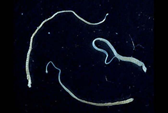 Карликовый солитёр (Hymenolepis nana), фото фотография беспозвоночные