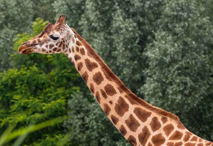 Жираф (Giraffa camelopardalis), фото фотография парнокопытные