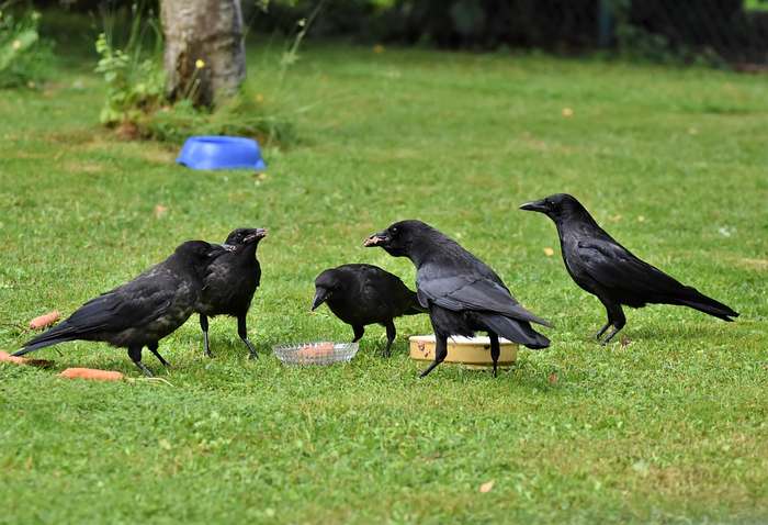 Черные вороны (Corvus corone), фото фотография птицы