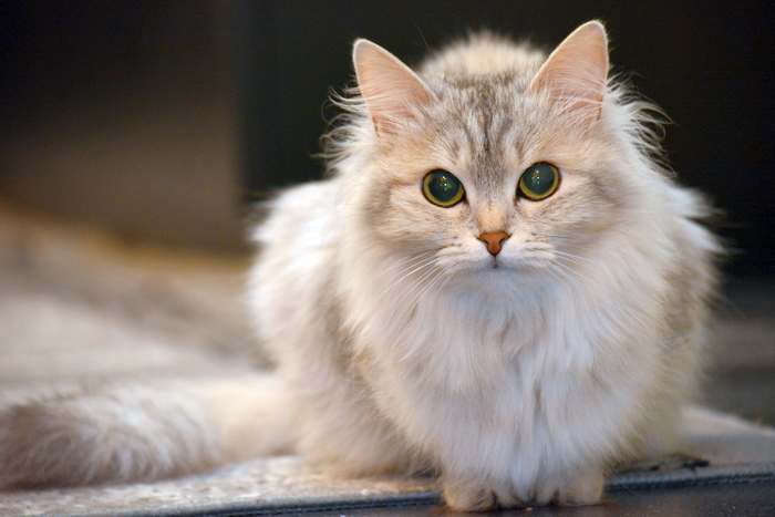 Длинношерстная кошка, фото фотография кошки