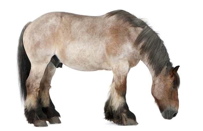 Бельгийский тяжеловоз, фото породы лошадей фотография