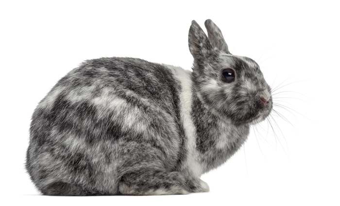 Цветной карликовый кролик, фото породы кроликов фотография картинка