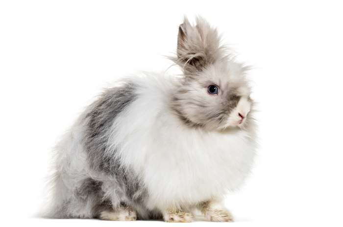 Карликовый ангорский кролик, или русская ангора, фото содержание кроликов фотография картинка