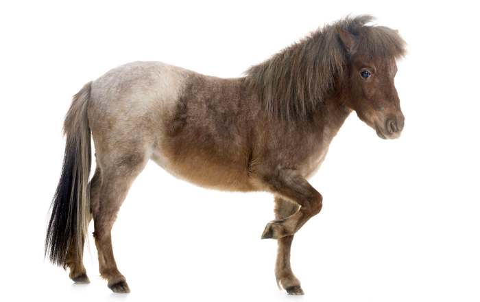 Пони фалабелла, фото породы лошадей фотография картинка