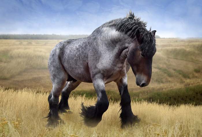 Бельгийский тяжеловоз, или брабансон, фото породы лошадей фотография картинка