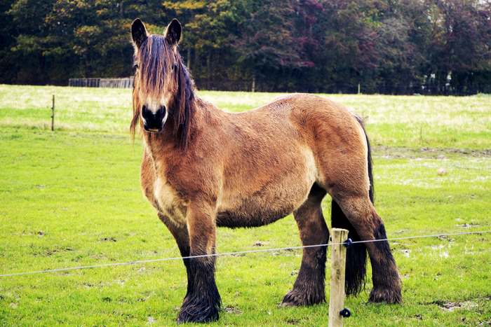 Датские тяжеловозы, ютландская лошадь, фото породы лошадей фотография картинка