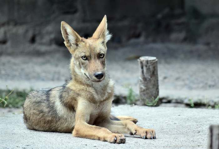 Койот, луговой волк (Canis latrans), фото хищники фотография