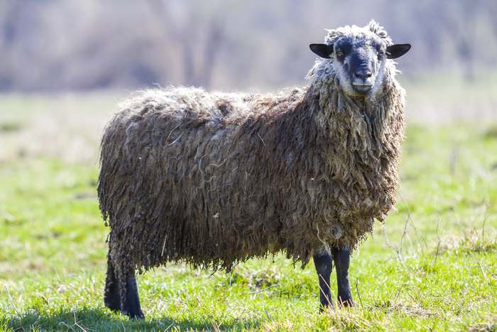 Домашние овцы, фото фотография парнокопытные животные