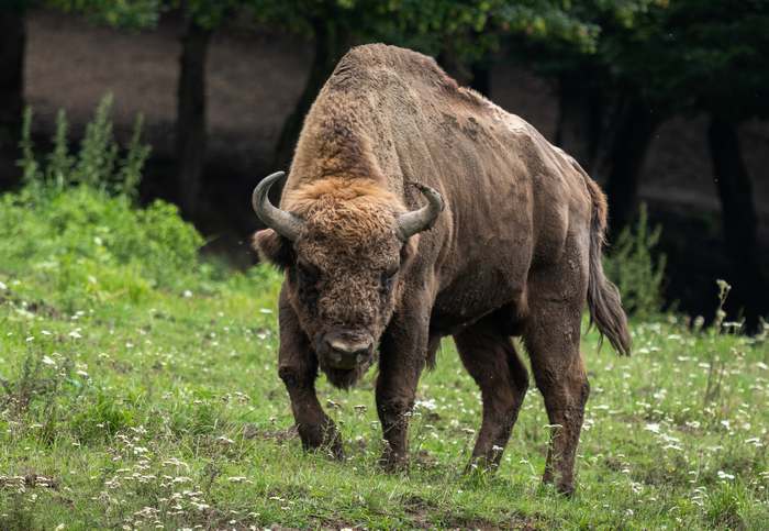 Бизон (Bison bison), фото парнокопытные животные фотография быки 