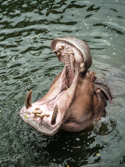 Бегемот, или гиппопотам (Hippopotamus amphibius), фото фотография картинка