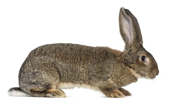 Кролики породы фландр (бельгийский великан), фото фотография самые животные