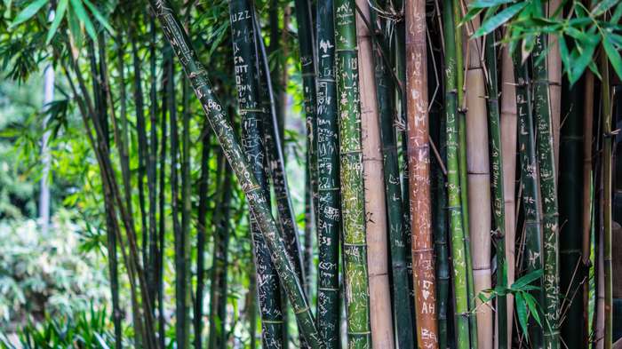 Бамбук обыкновенный (Bambusa vulgaris), фото фотография картинка