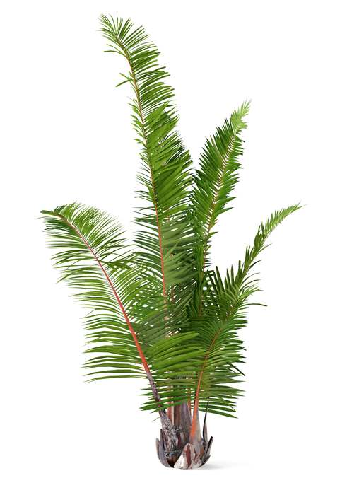 Рафия мадагаскарская (Raphia farinifera), фото пальмы фотография картинка