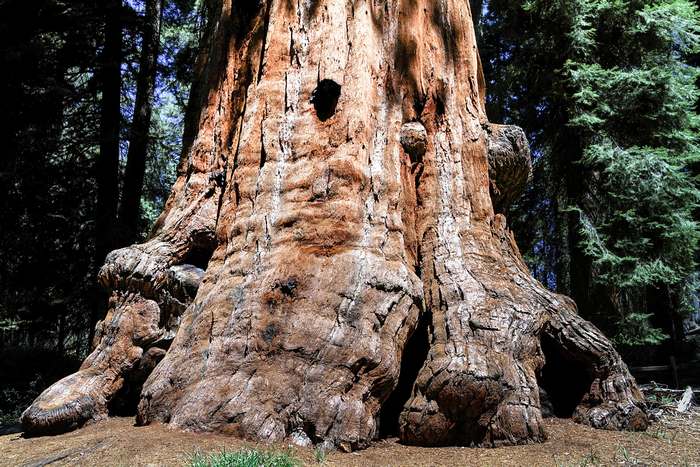 Секвойядендрон гигантский (Sequoiadendron giganteum), фото самые деревья фотография