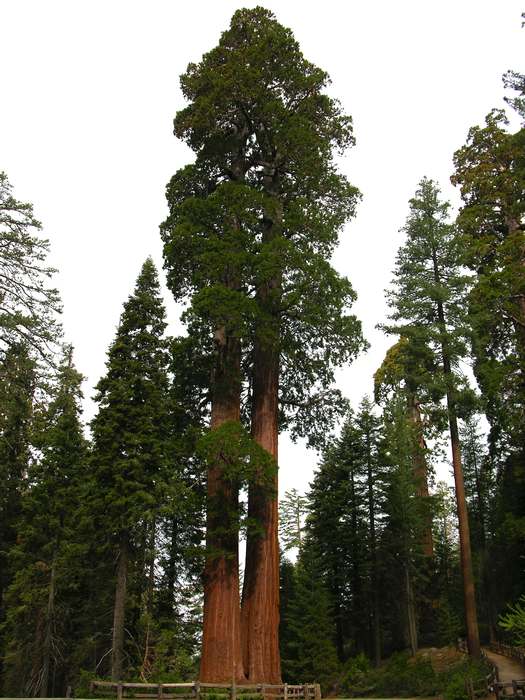 Вечнозеленая секвойя (Sequoia sempervirens), фото фотография картинка