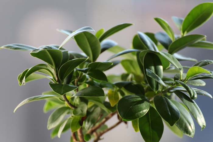 Фикус (Ficus), фото фотография растения для квартиры