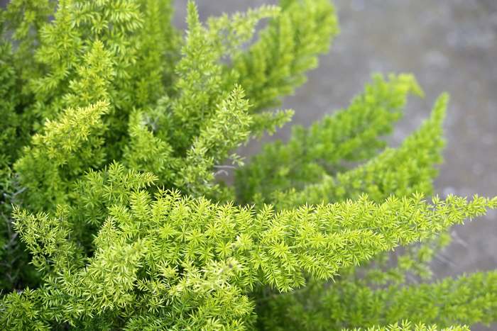 Спаржа густоцветковая (Asparagus densiflorus), фото растения для квартиры фотография картинка