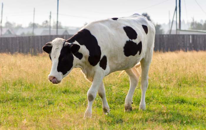 Холмогорская порода коров, фото фотография 