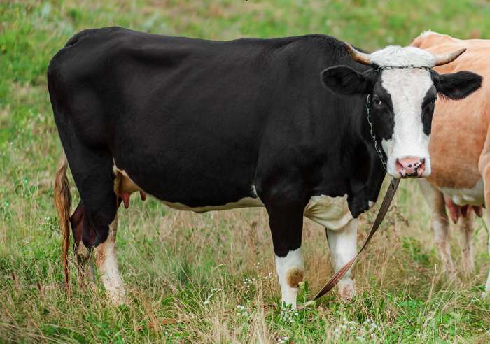 Ярославская порода коров, фото фотография жвачные