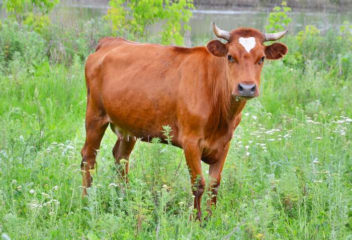 Красная степная порода коров, фото фотография