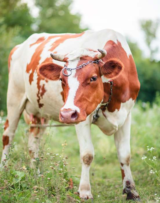 Айрширская порода коров, картинка фотография