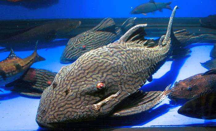 Самые долгоживущие аквариумные рыбки (фото), топ-10 самых долгоживущих аквариумных  рыб рыбок