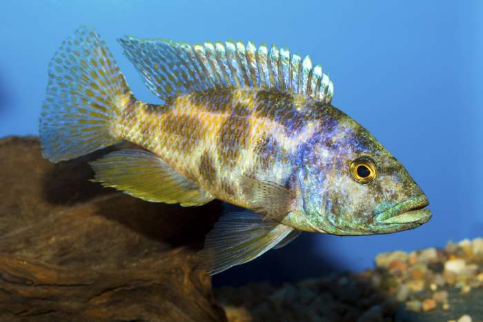 Хаплохромис Ливингстона (Nimbochromis livingstonii), изображение картинка рыбы