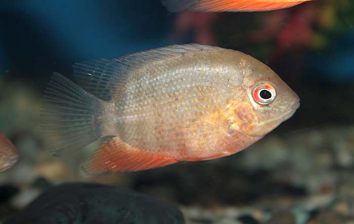 Цихлазомы северум (Cichlasoma severum), фотография изображение рыбы