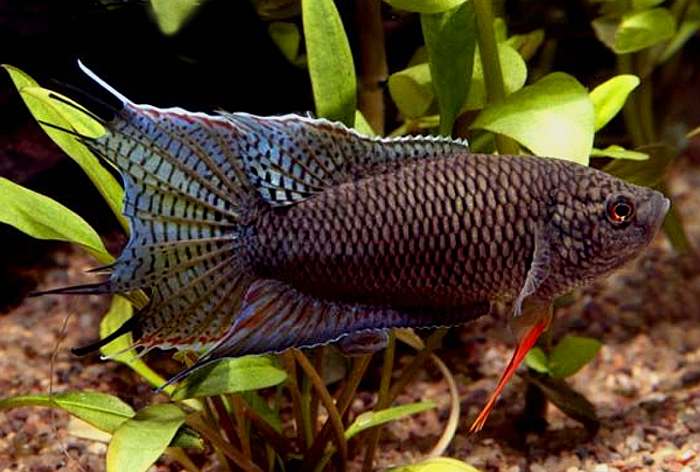 Черный макропод (Macropodus concolor), фото фотография лабиринтовые рыбы