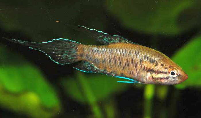 Малпулютта Кретсена (Malpulutta kretseri), фото рыбы фотография