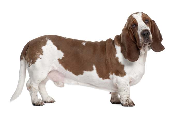Бассет-хаунд, фото породы гончих собак фотография