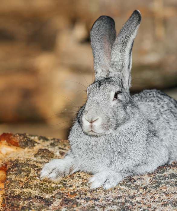 Кролик породы серый великан, фото фотография