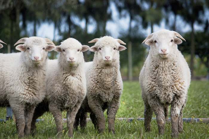 Домашние овцы, фото фотография полорогие