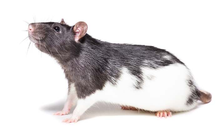 Декоративная крыса, фото грызуны фотография картинка