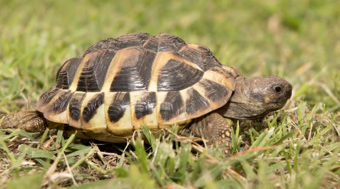 Балканская черепаха (Testudo hermanni), фото рептилии фотография картинка